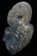 Placenticeras Ammonite - South Dakota #6098-5